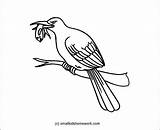 Kingfisher Coloring Outline Bird Drawing Drawings Designlooter Getdrawings 87kb 1039 sketch template