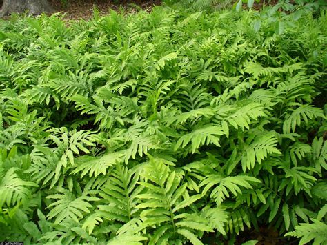sensitive fernnative plants  maryland  thrive   garden