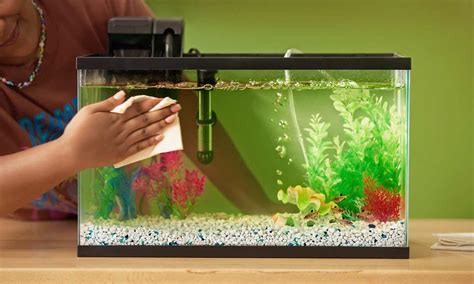 clean  fish tank freshwater tank instructions bechewy