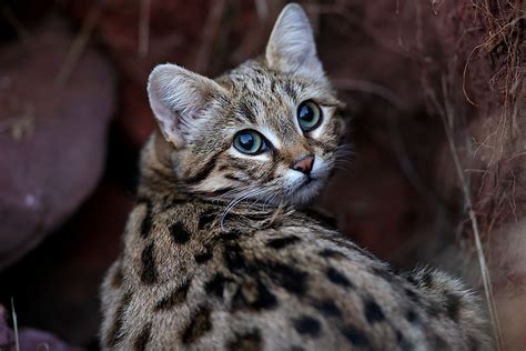 the six species of cats of the felis genus worldatlas