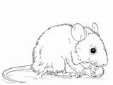 Coloring Pages Rat Mouse Printable Mice Field Kids Color Drawing sketch template