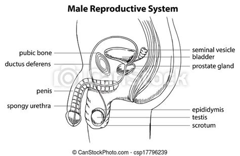illustration showing the male reproductive system vectors search clip
