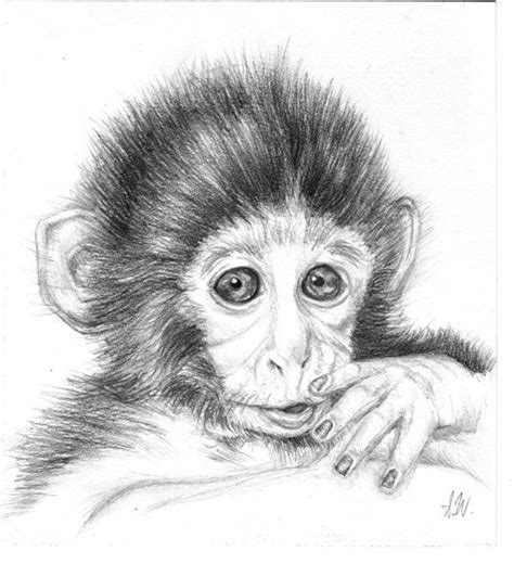 pencil drawings  monkeys baby monkey  sprigtwig cute animals