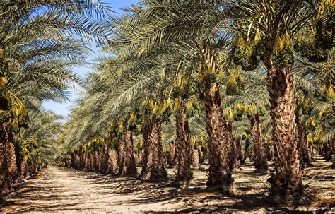 grow date palm trees  seeds