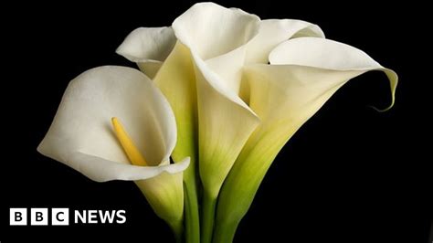 council staff could be allowed to wear easter lilies bbc news