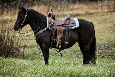 black quarter pony mare