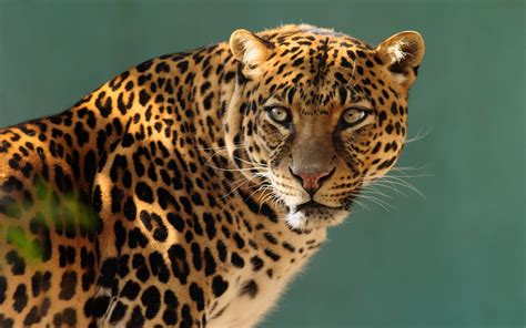 wallpaper jaguar wild cat face animals