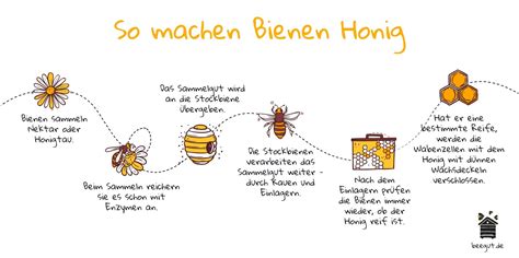 wie entsteht honig  wird er gemacht einfach erklaert