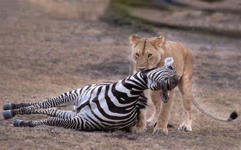 lions eat zebras