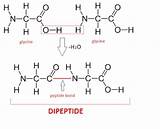 Dipeptide Structure Sketch Biology sketch template