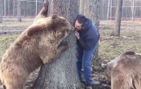 Viral Video Shows Man Playing With Two Grizzly Bears Travel News