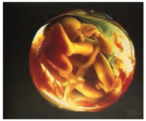 pras academy smp tahap tahap perkembangan embrio selama proses kehamilan