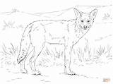 Coyote Coloring Pages Printable Clipart Howling Kids Realistic Animal Drawing Supercoloring Print Commons Creative Crafts Getdrawings Animals Webstockreview Choose Board sketch template