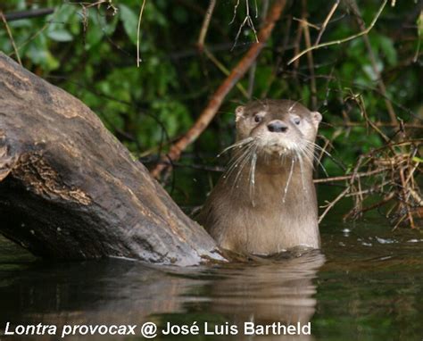 Questx Neotropical Otter Southern River Otter And Marine Otter