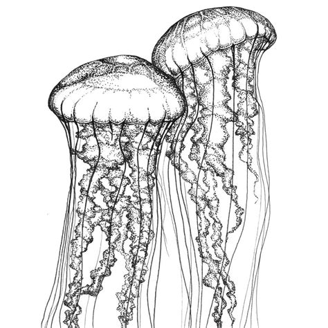 realistic jellyfish drawing