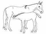 Cavalli Disegni Colorare Bambini sketch template