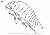 Isopoda Finishing Required sketch template