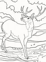 Deer Coloring Mule Pages Whitetail Tailed Color Printable Print Buck Supercoloring Elk Drawing Tail Rocky Clipart Colouring Ones Little Getdrawings sketch template