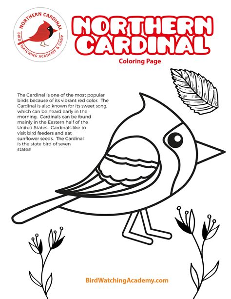 northern cardinal coloring page bird watching academy
