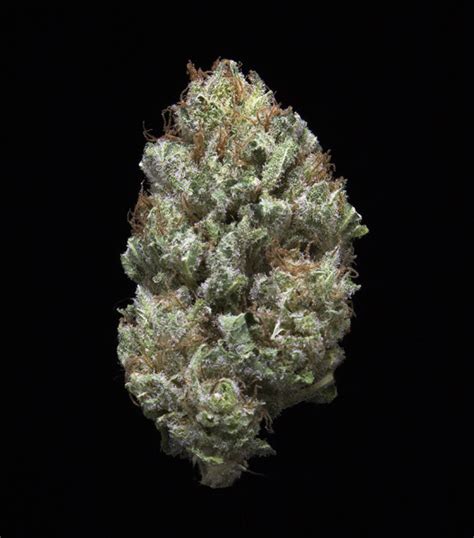 white berry marijuana strain reviews allbud