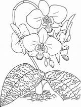 Orchid Coloring Pages sketch template