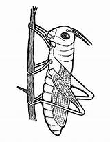 Grasshopper Coloring Outline Drawing Bug Pages Clipart Stencil Cattail Cliparts Clip Library Mulan Popular Printable Clipartmag sketch template