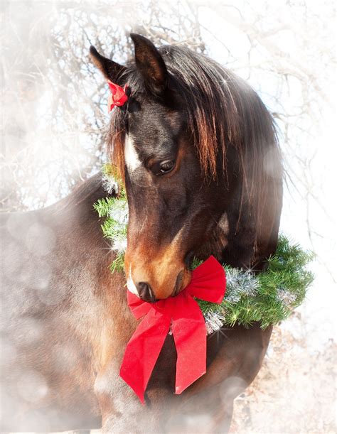 christmas horse wallpapers wallpaper cave