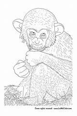 Chimpanzee Coloring Getdrawings Pages Color Getcolorings sketch template