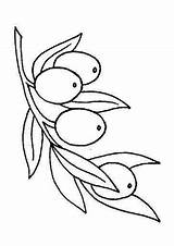 Olive Coloring Pages Oil Para Branch الزيتون Colorear Olivo Dibujo Aceitunas Imagenes Pintar Olivos Drawing Olives Printable Visit Sketch Color sketch template