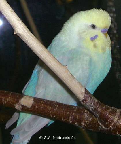 Birds Online General Facts About Budgies Gallery Male