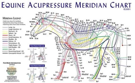 images  equine massage  pinterest massage acupuncture