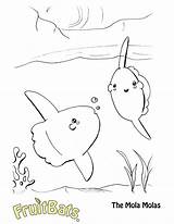 Coloring Mola Pages Sunfish Getcolorings Getdrawings sketch template