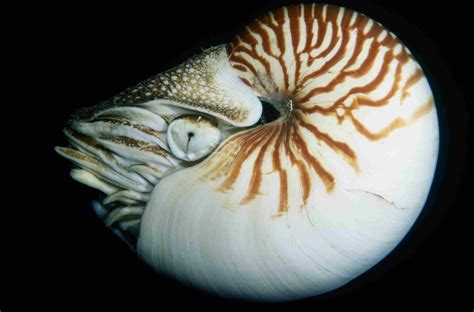 fascinating facts   nautilus