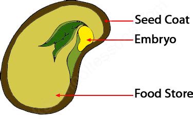 seed parts diagram