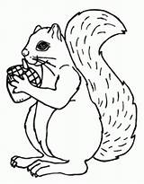 Squirrel Acorn Acorns Collecting Getcolorings sketch template