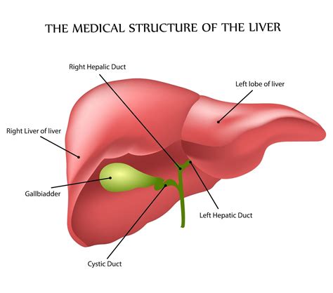 anatomy  function   liver solution parmacy