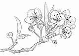 Cherry Blossom Branch Coloring Pages Printable Categories Blossoms Flowers sketch template
