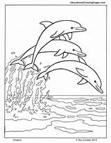 Coloring Dolphin Dolphins Pages Group Choose Board Printable Letscolorit sketch template