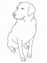 Lab Labrador Retriever Puppy Dogs Getdrawings Kleurplaten Pup Kleurplaat Coloringfolder Downloaden Uitprinten sketch template