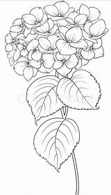 Line Drawing Hydrangea Flower Drawings Desenho Paintingvalley 2d Sketches Salvar Save sketch template