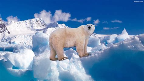 polar bear wallpapers hd backgrounds images pics photos free download baltana
