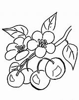 Cherry Blossom Japanese Coloring Pages Clipartmag Drawing sketch template