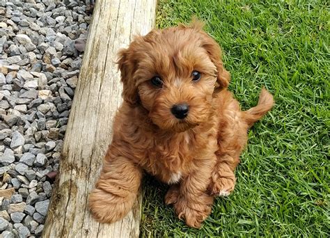 cavapoo breed guide  insurance plan healthy paws pet insurance