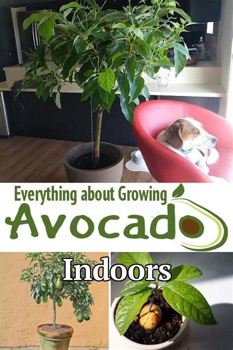 Everything About Growing Avocado Indoors Growing Avocado Indoors