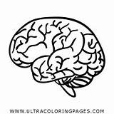 Nervoso Cervello Anatomia Intellect Caneta Ultracoloringpages Função Estrutura Neuroanatomia sketch template