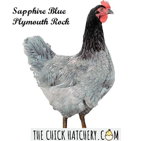 Sapphire Blue Plymouth Rock The Chick Hatchery