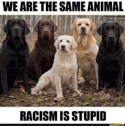 animal   racism  stupid ifunny