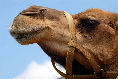 camel face close   photo  pixabay