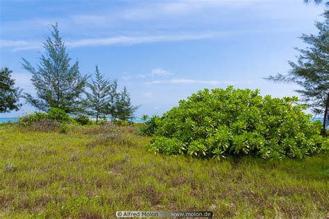 photo  vegetation pulau kalampunian besar pulau tiga national park