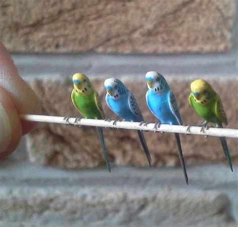 miniature parrots miniature budgies miniature lovebirds miniatures doll house miniature